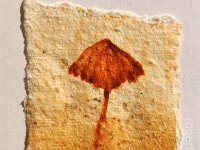 (2015) funghi#1, olio, ruggine e resina su carta. (2015) mushrooms#1, oil, rust and resin on paper.