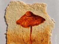 (2015) funghi#3, olio, ruggine e resina su carta. (2015) mushrooms#3, oil, rust and resin on paper.