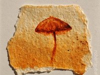 (2015) funghi#4, olio, ruggine e resina su carta. (2015) mushrooms#4, oil, rust and resin on paper.