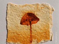 (2015) funghi#5, olio, ruggine e resina su carta. (2015) mushrooms#5, oil, rust and resin on paper.