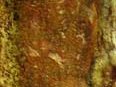 Crocifissione, olio su lamiera ossidata, cm.100x20 Crocifissione, oil painting on oxidized iron sheet, cm.100x20
